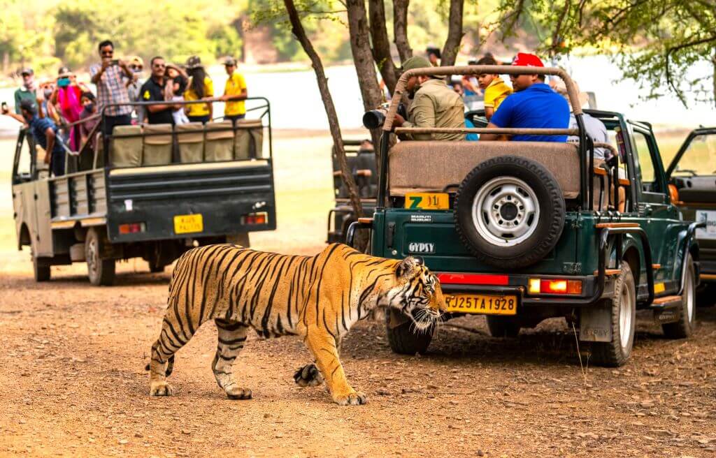 ranthambore tour package