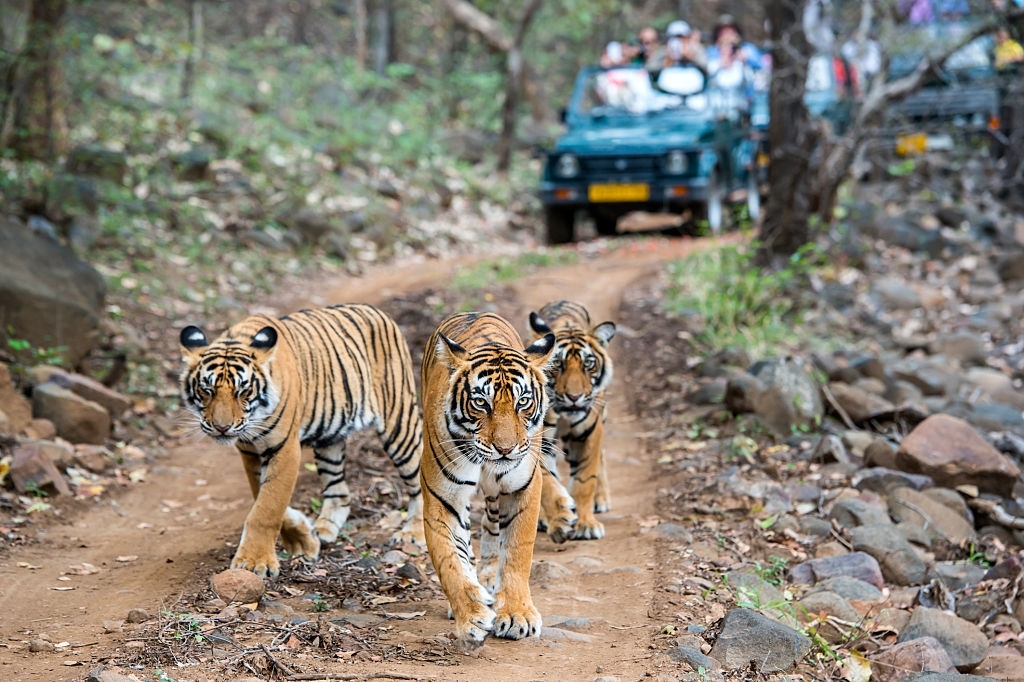 ranthambore tiger safari