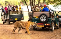 Safari Gypsy